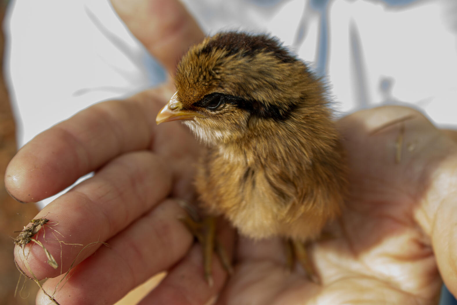 Debra's Chicks. Photography.